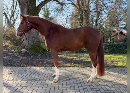 Koń oldenburski, Wałach, 4 lat, 165 cm, Ciemnokasztanowata