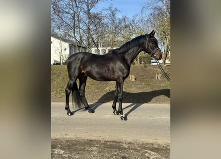 Koń oldenburski, Wałach, 4 lat, 168 cm, Gniada