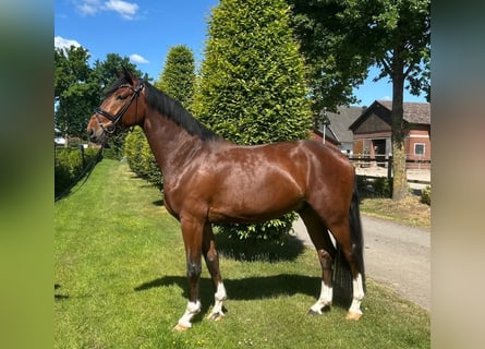 Koń oldenburski, Wałach, 4 lat, 170 cm, Ciemnogniada