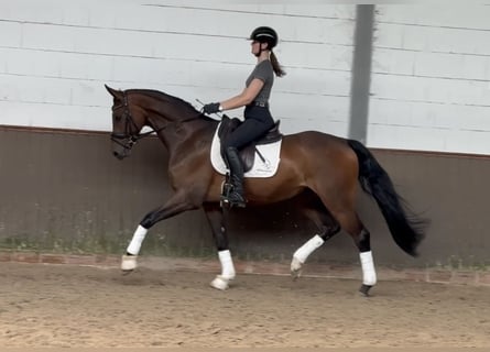Koń oldenburski, Wałach, 4 lat, 170 cm, Gniada