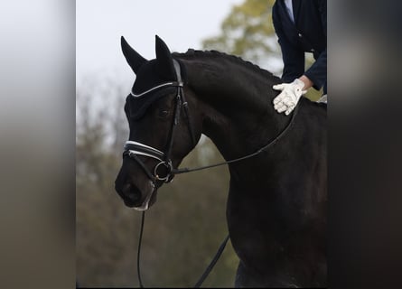 Koń oldenburski, Wałach, 4 lat, 170 cm, Kara