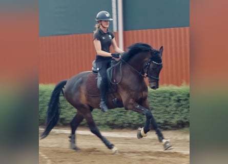Koń oldenburski, Wałach, 5 lat, 162 cm, Ciemnogniada