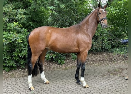 Koń oldenburski, Wałach, 5 lat, 164 cm, Gniada