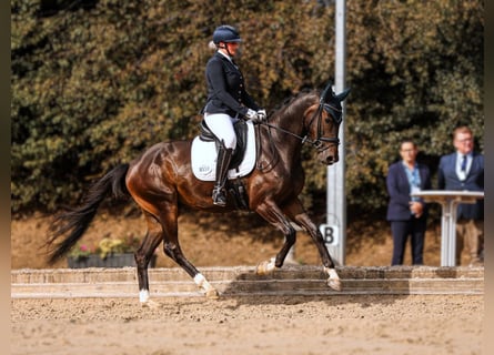 Koń oldenburski, Wałach, 5 lat, 167 cm, Skarogniada