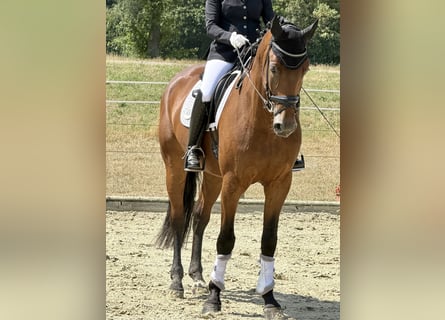 Koń oldenburski, Wałach, 5 lat, 172 cm, Gniada