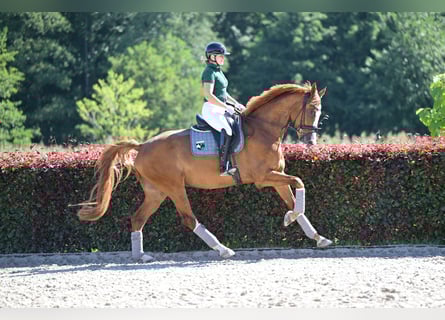 Koń oldenburski, Wałach, 5 lat, 173 cm, Kasztanowata