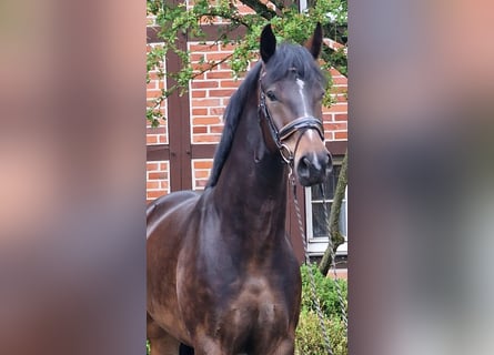 Koń oldenburski, Wałach, 5 lat, 174 cm, Ciemnogniada