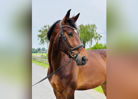 Koń oldenburski, Wałach, 5 lat, 175 cm, Ciemnogniada
