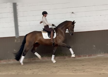 Koń oldenburski, Wałach, 5 lat, 176 cm, Gniada