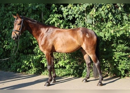Koń oldenburski, Wałach, 5 lat, 177 cm, Gniada