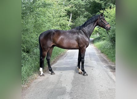 Koń oldenburski, Wałach, 5 lat, 180 cm, Ciemnogniada