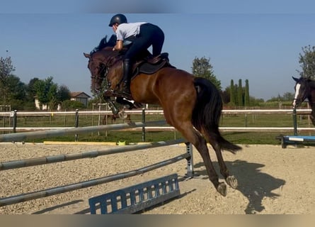 Koń oldenburski, Wałach, 6 lat, 162 cm, Gniada