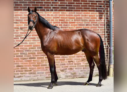 Koń oldenburski, Wałach, 6 lat, 165 cm, Gniada