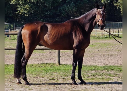 Koń oldenburski, Wałach, 6 lat, 167 cm