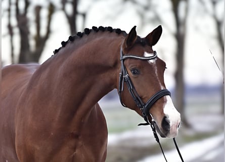 Koń oldenburski, Wałach, 6 lat, 168 cm, Gniada