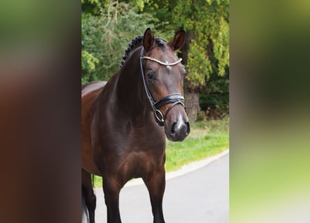 Koń oldenburski, Wałach, 6 lat, 168 cm, Kara