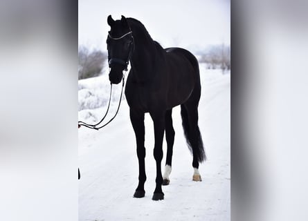 Koń oldenburski, Wałach, 6 lat, 170 cm, Kara