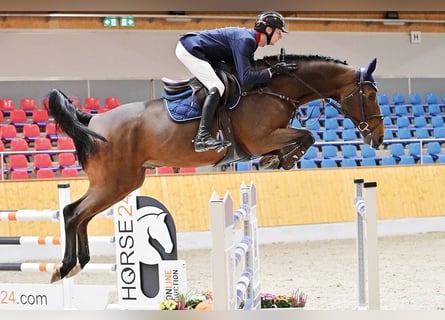 Koń oldenburski, Wałach, 6 lat, 171 cm, Gniada