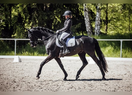 Koń oldenburski, Wałach, 6 lat, 171 cm, Kara