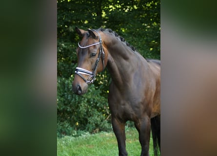 Koń oldenburski, Wałach, 6 lat, 172 cm, Gniada