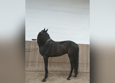 Koń oldenburski, Wałach, 6 lat, 172 cm, Kara