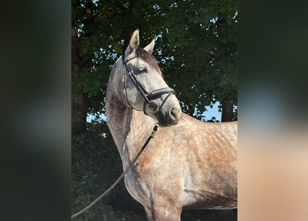 Koń oldenburski, Wałach, 6 lat, 172 cm, Siwa