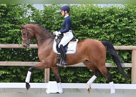 Koń oldenburski, Wałach, 6 lat, 174 cm, Gniada
