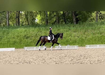Koń oldenburski, Wałach, 7 lat, 169 cm, Ciemnogniada