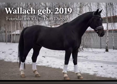 Koń oldenburski, Wałach, 7 lat, 172 cm, Kara