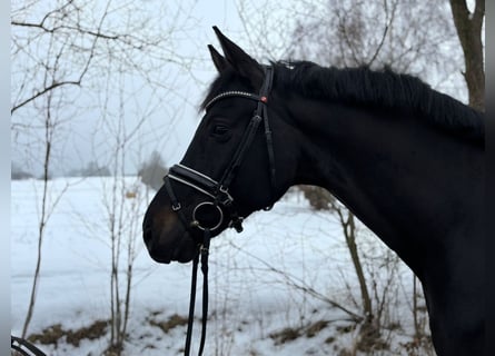 Koń oldenburski, Wałach, 7 lat, 174 cm, Kara