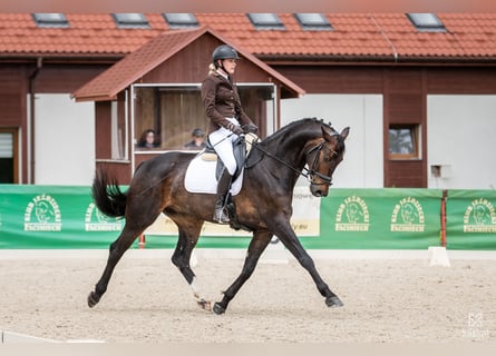 Koń oldenburski, Wałach, 7 lat, 175 cm, Ciemnogniada