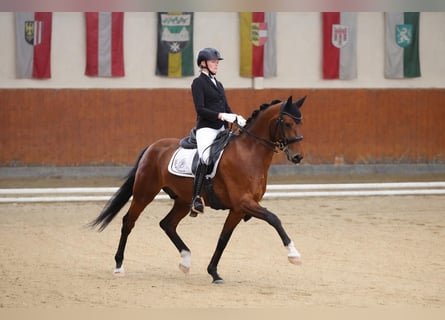 Koń oldenburski, Wałach, 9 lat, 160 cm, Gniada