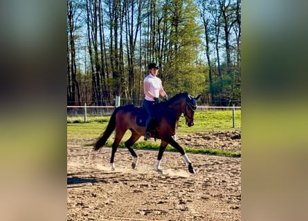 Koń oldenburski, Wałach, 9 lat, 170 cm, Ciemnogniada