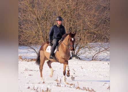 Koń oldenburski, Wałach, 10 lat, 166 cm, Ciemnokasztanowata