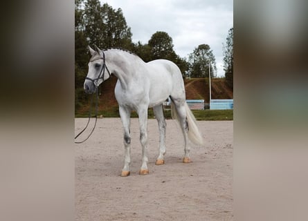 Koń oldenburski, Wałach, 10 lat, 173 cm, Siwa