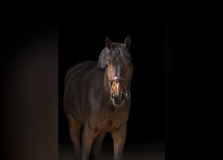 Koń oldenburski, Wałach, 11 lat, 180 cm, Ciemnogniada