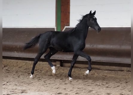 Koń oldenburski, Wałach, 2 lat, 166 cm, Kara