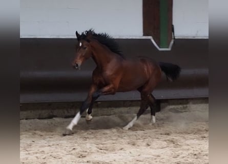 Koń oldenburski, Wałach, 2 lat, 168 cm, Gniada