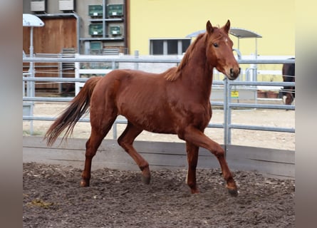 Koń oldenburski, Wałach, 3 lat, 162 cm, Kasztanowata