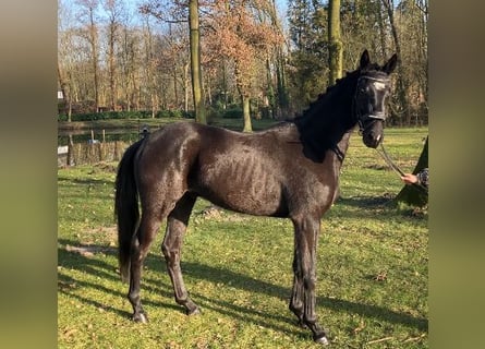 Koń oldenburski, Wałach, 3 lat, 168 cm, Kara