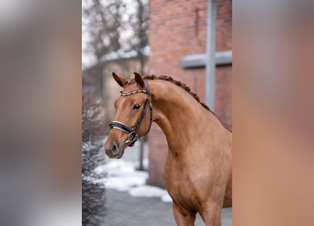 Koń oldenburski, Wałach, 3 lat, 169 cm, Kasztanowata