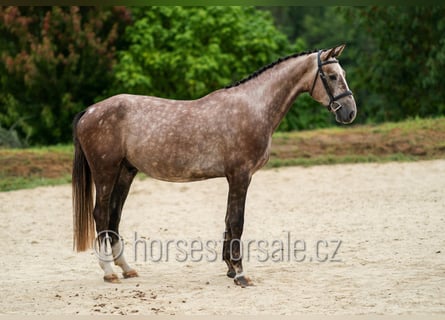 Koń oldenburski, Wałach, 3 lat, 171 cm, Siwa