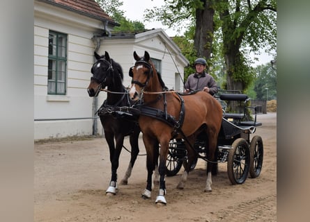 Koń oldenburski, Wałach, 4 lat, 162 cm, Ciemnogniada
