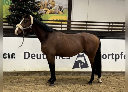 Koń oldenburski, Wałach, 4 lat, 162 cm, Gniada