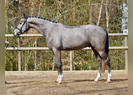 Koń oldenburski, Wałach, 4 lat, 167 cm, Siwa jabłkowita