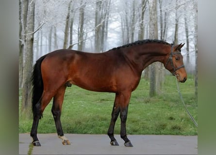 Koń oldenburski, Wałach, 4 lat, 169 cm, Gniada