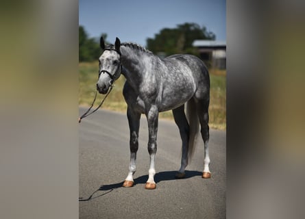 Koń oldenburski, Wałach, 4 lat, 170 cm, Siwa