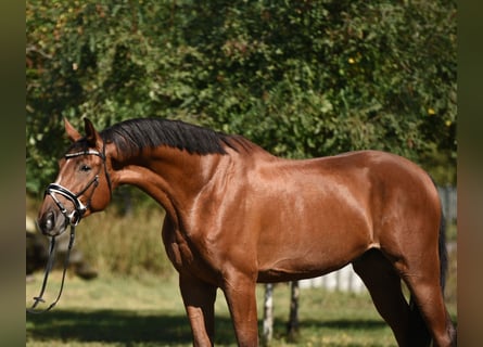 Koń oldenburski, Wałach, 4 lat, 175 cm, Gniada