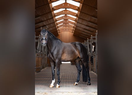 Koń oldenburski, Wałach, 5 lat, 168 cm, Ciemnogniada