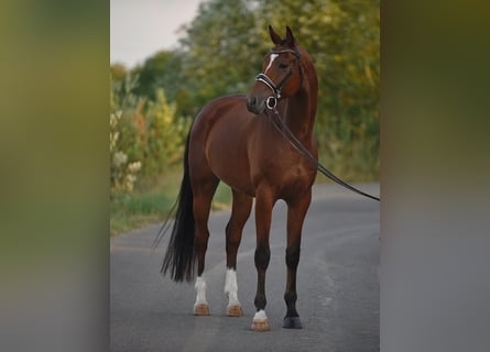 Koń oldenburski, Wałach, 5 lat, 169 cm, Gniada